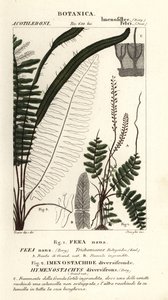 Felce setolosa, Trichomanes botryoides da Stanghi Stanghi