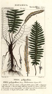 Felce setolosa, Trichomanes elegans