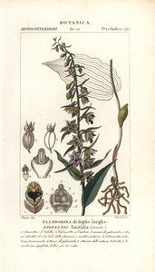 Orchidea a foglie larghe, Epipactis helleborine