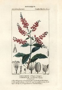 Combretum coccineum da Stanghi Stanghi