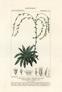 Dudleya cymosa da Stanghi Stanghi