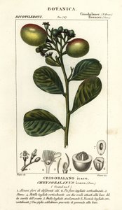 Cocoplum, Chrysobalanus icaco