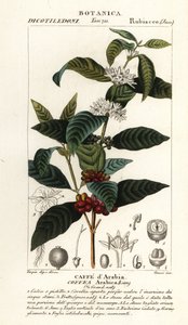 Caffè, Coffea arabica
