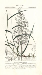 Agrostis capillaris da Stanghi Stanghi