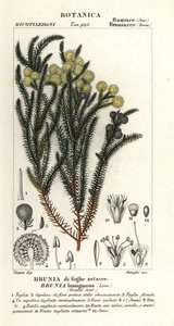 Berzelia lanuginosa da Stanghi Stanghi