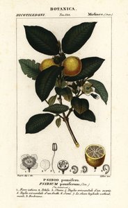 Guava comune, Psidium guajava da Stanghi Stanghi