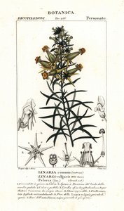 Linaria comune o linaria gialla, Linaria vulgaris da Stanghi Stanghi