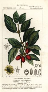 Corniolo maschio, Cornus mas