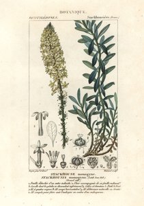 Candele cremose, Stackhousia monogyna