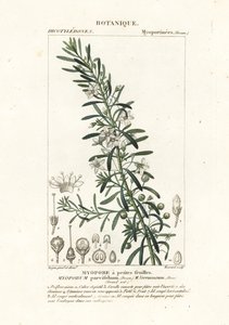 Myoporum parvifolium da Stanghi Stanghi