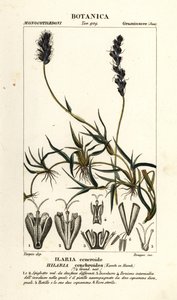 Mesquite riccio, Hilaria cenchroides da Stanghi Stanghi