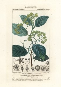 Dichapetalum pedunculatum