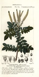 Encenillo, Weinmannia pubescens da Stanghi Stanghi