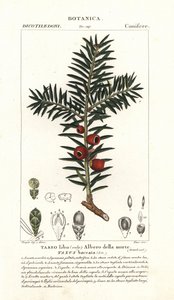Tasso europeo, Taxus baccata da Stanghi Stanghi