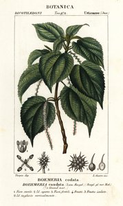 Falsa ortica, Boehmeria caudata