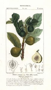 Fico e frutto, Ficus carica da Stanghi Stanghi