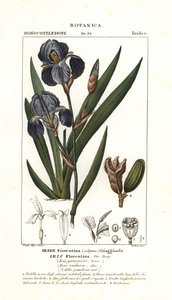 Iris fiorentino, Iris germanica var florentina da Stanghi Stanghi