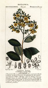 Gomphia nitida da Stanghi Stanghi