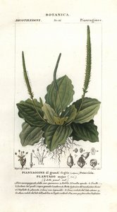 Piantaggine maggiore, Plantago major da Stanghi Stanghi
