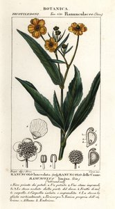 Ranuncolo lingua, Ranunculus lingua da Stanghi Stanghi