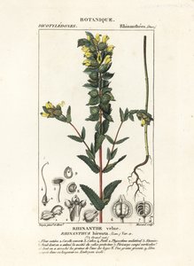 Rhinanthus alectorolophus da Stanghi Stanghi