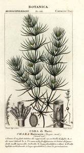 Alghe verdi, Chara haitensis da Stanghi Stanghi