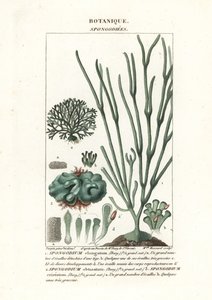 Alghe verdi specie Spongodium