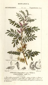 Indaco guatemalteco, Indigofera suffruticosa da Stanghi Stanghi