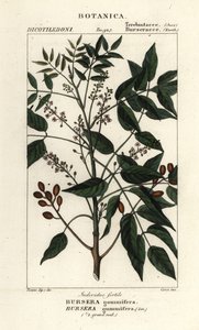 Gumbo-limbo, Bursera simaruba