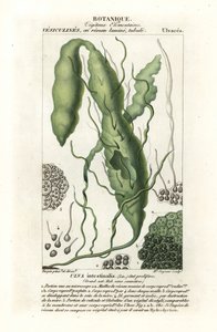 Ulva intestinalis da Stanghi Stanghi
