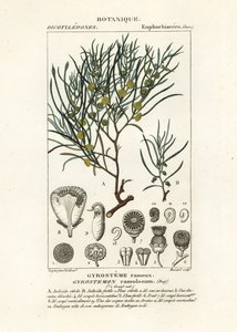 Albero di Gyrostemon ramulosus
