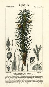 Muschio di mela di Haller, Bartramia halleriana da Stanghi Stanghi