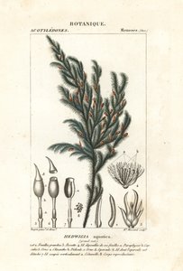 Muschio Hedwigia aquatica