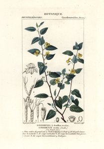 Goodenia ovata
