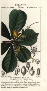 Mandorlo indiano, Terminalia catappa