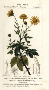 Crisantemo indiano, Chrysanthemum indicum da Stanghi Stanghi