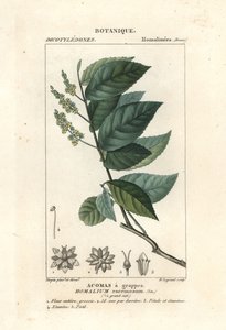Homalium racemosum