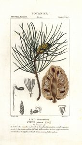 Pino domestico, Pinus pinea da Stanghi Stanghi