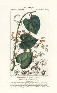 Fevillea cordifolia da Stanghi Stanghi