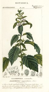 Josephinia imperatricis da Stanghi Stanghi