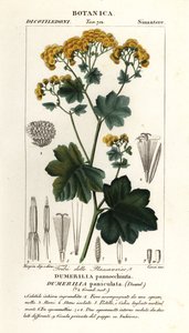 Jungia paniculata da Stanghi Stanghi