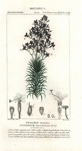 Pianta grilletto a foglia di larice, Stylidium laricifolium da Stanghi Stanghi