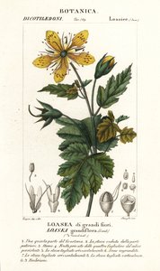Loasea grandiflora da Stanghi Stanghi