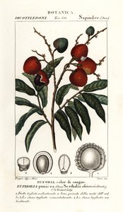Frutto di litchi, Litchi chinensis da Stanghi Stanghi