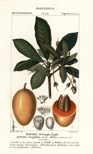 Albero di Mahuwa, Madhuca longifolia