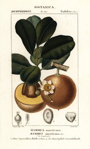 Mammea americana da Stanghi Stanghi