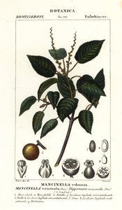 Manchineel o albero di mela da spiaggia, Hippomane mancinella