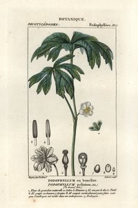 Podofillo, Podophyllum peltatum da Stanghi Stanghi