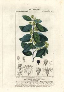 Alaterno mediterraneo, Rhamnus alaternus