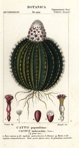 Cactus melone, Melocactus caroli-linnaei